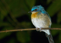 Turquoise-flycatcher