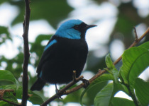 Turquoise Honeycreeper