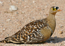 Two-banded Sandgrouse