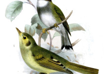 Tyrannine Tody-Tyrant