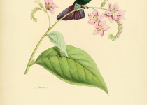 Tyrian Metaltail