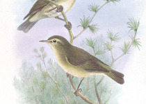 Tytler's Leaf Warbler