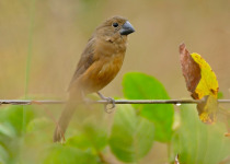 Ultramarine grosbeak