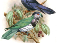 Ultramarine Lorikeet