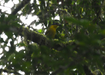 Uluguru Bushshrike