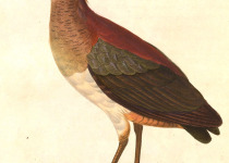 Undulated Tinamou