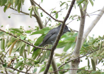 Uniform Antshrike