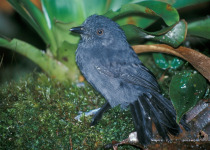 Uniform Antshrike