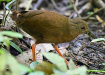 Uniform Crake