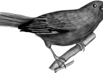 Uniform Finch