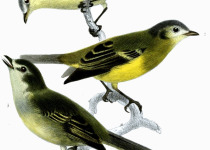 Unstreaked Tit-Tyrant