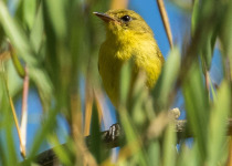 Upcher's Warbler