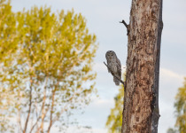 Ural Owl