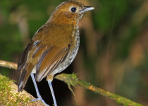 Urrao Antpitta