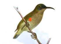 Ursula's Sunbird