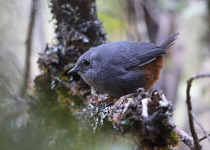 Urubamba Tapaculo