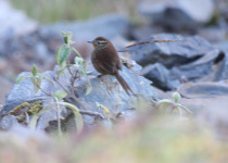 Urubamba thistletail