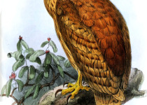 Ussher's Eagle-Owl
