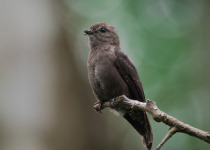 Ussher's Flycatcher