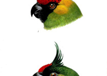 Uvea Parakeet