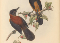 Variable Pitohui