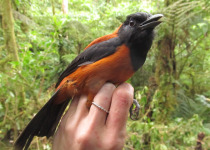 Variable Pitohui