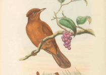 Variable Pitohui