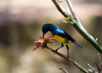 Variable Sunbird