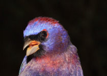 Varied Bunting