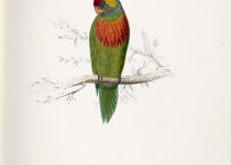 Varied Lorikeet