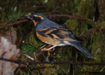 Varied Thrush