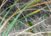 Variegated Bee-eater