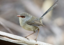 Variegated Fairywren