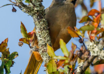Variegated Laughingthrush