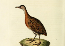 Variegated Tinamou
