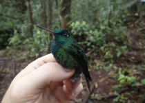 Velvet-browed Brilliant