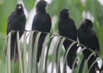 Velvet-fronted Grackle