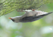 Velvet-fronted Nuthatch