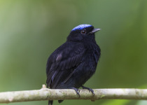 Velvet-purple Coronet