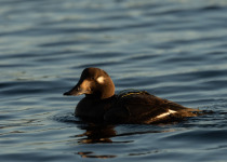 Velvet Scoter
