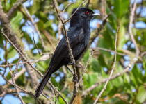 Velvety Black-Tyrant