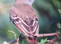 Venezuelan Flycatcher