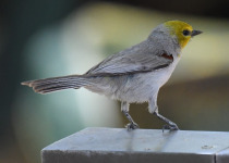 Verdin