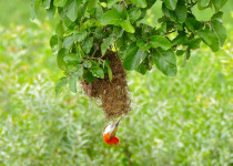 Vermilion Masked Weaver