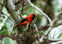 Vermilion Tanager