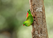 Vernal Hanging Parrot