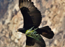 Verreaux's eagle