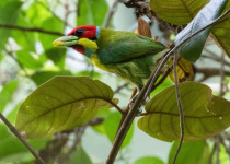 Versicolored Barbet