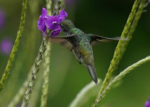 Versicolored Emerald