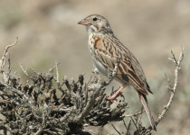 Vesper Sparrow